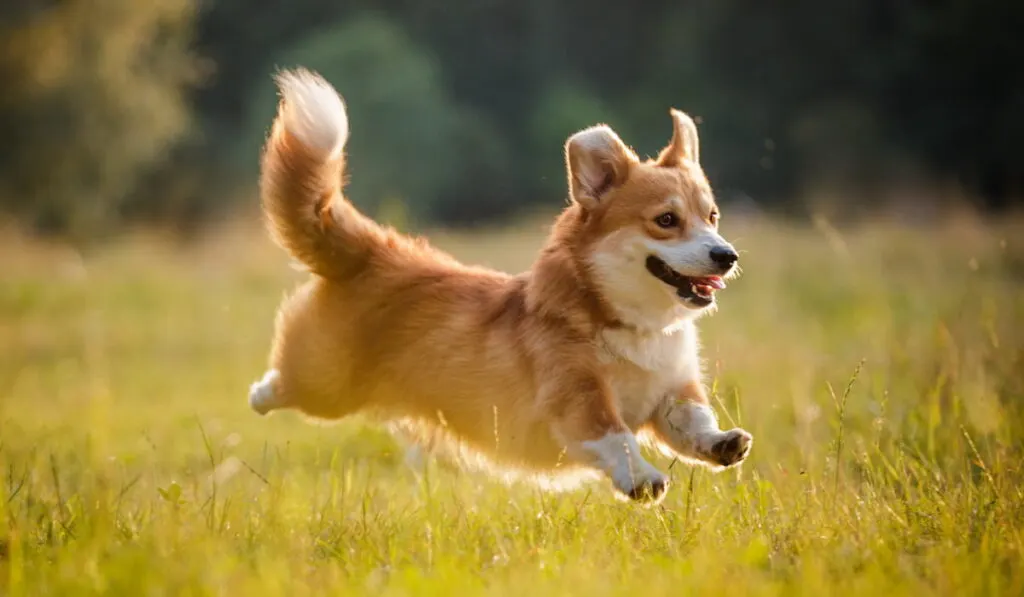 Adorable Corgi dog  running in grass field