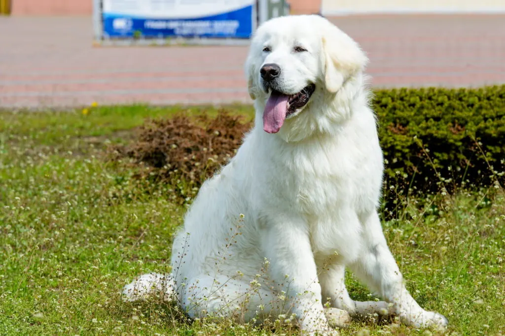 Cute Kuvasz Dog