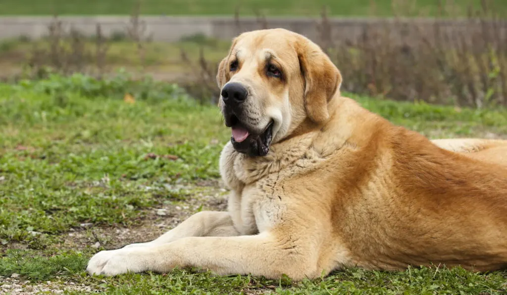 Cute Spanish Mastiff sitting in the backyard