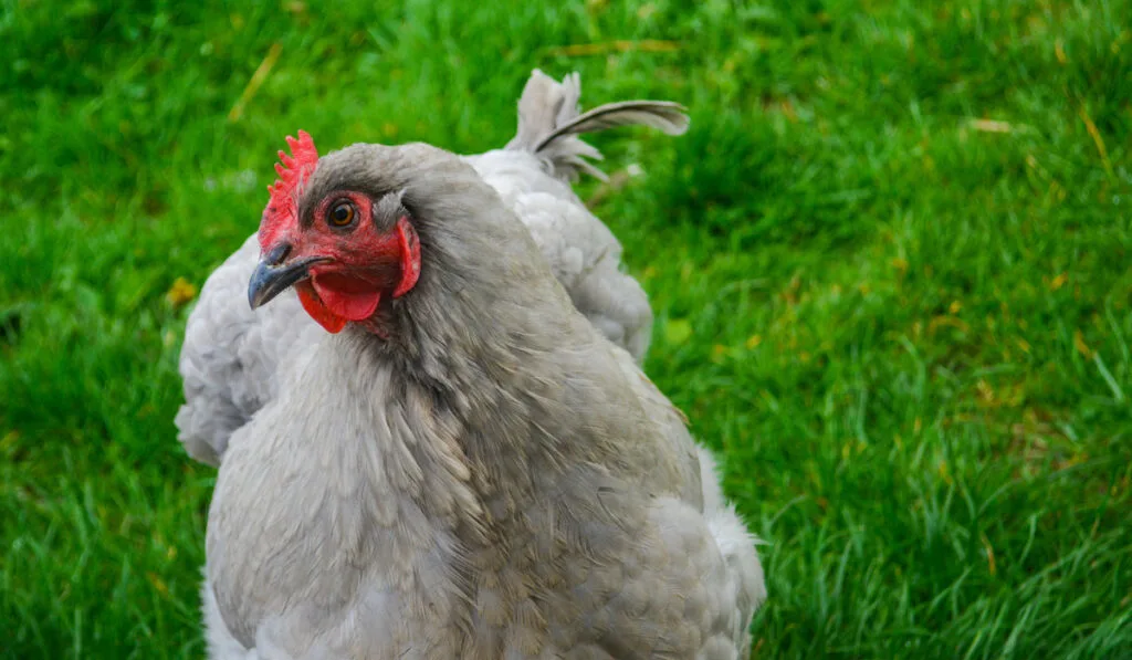 Cute fluffy grey range orpington chicken in a garden at a farm