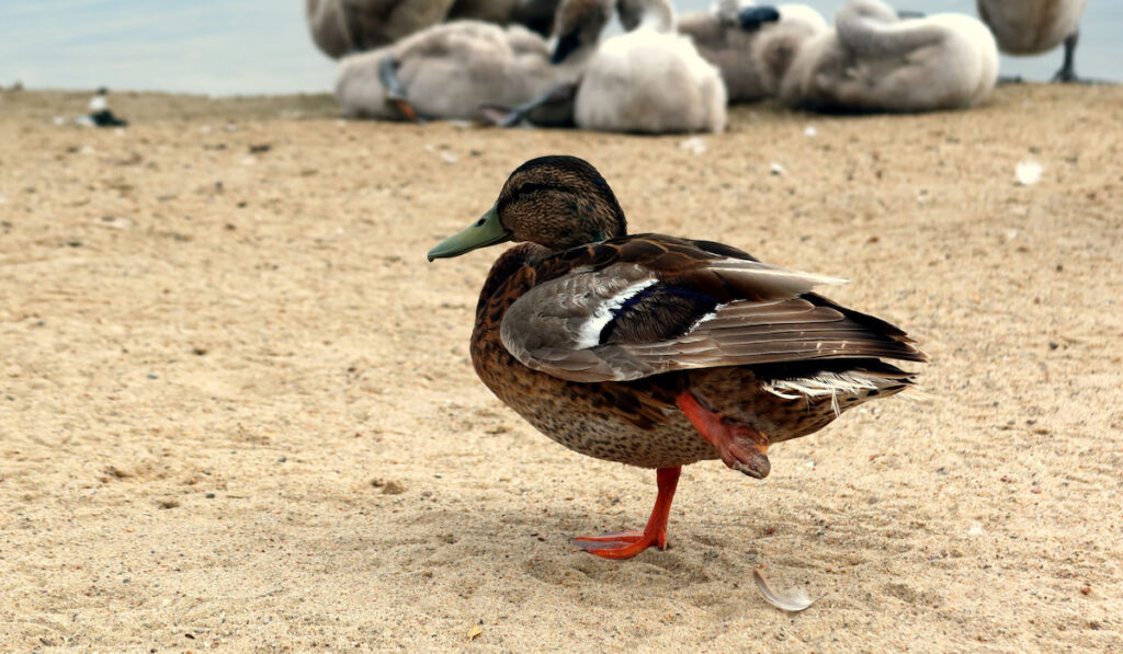 Duck standing on one leg, invalid, disabled duck, duck with leg injury