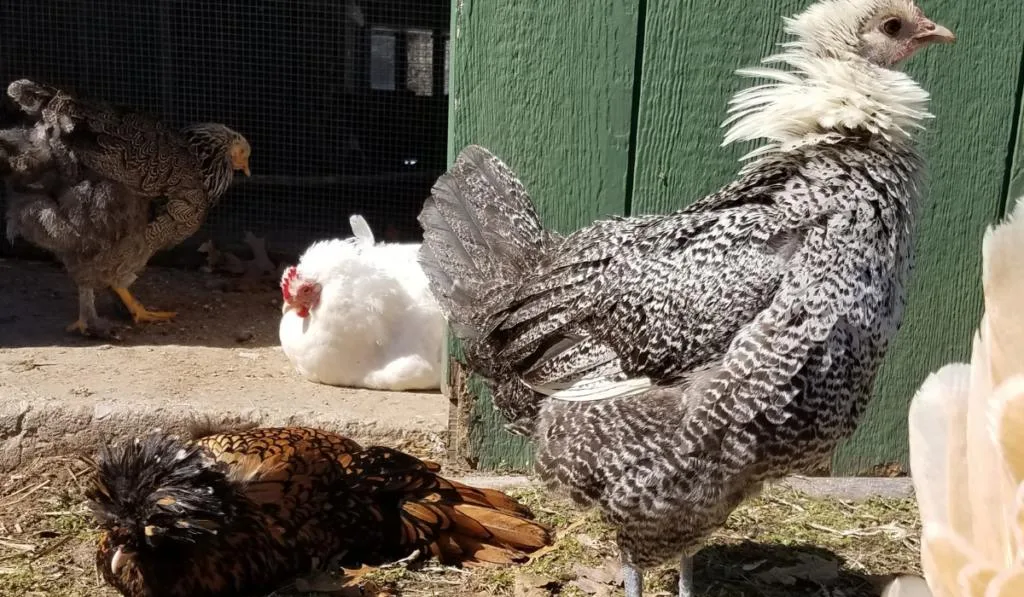Egyptian fayoumi hen standing while other chickens are resting