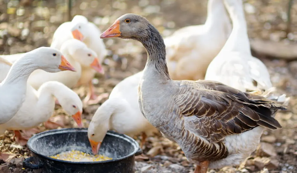 Feeding flock of geese 