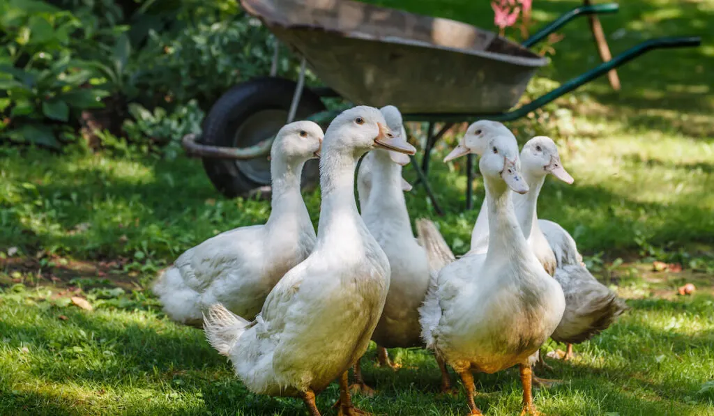 Flock of Mulard ducks graze in the garden