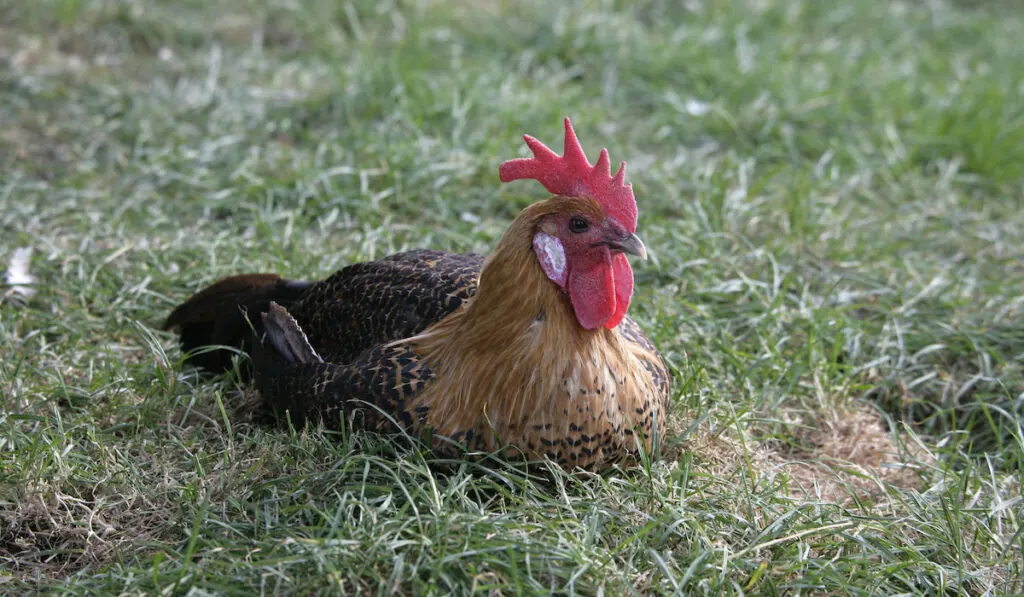 Gold campine resting on the ground 