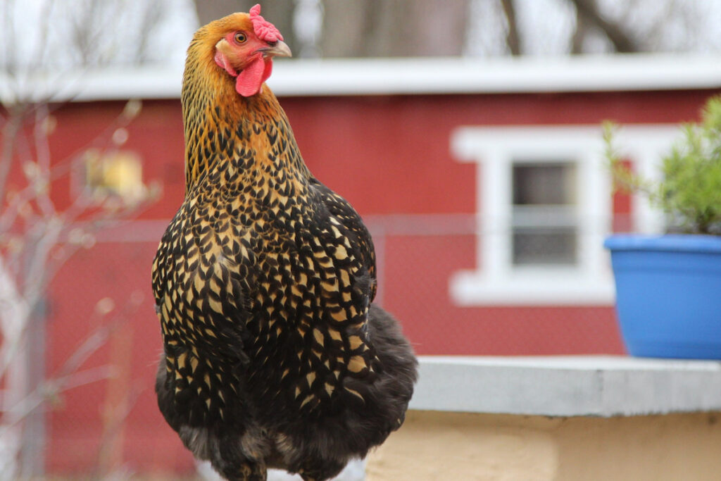 Golden Laced Wyandotte chicken in the backyard of the farm