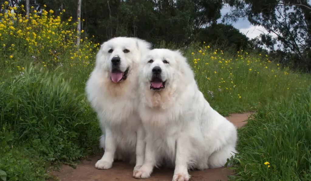 Two Great Pyrenees in a field 