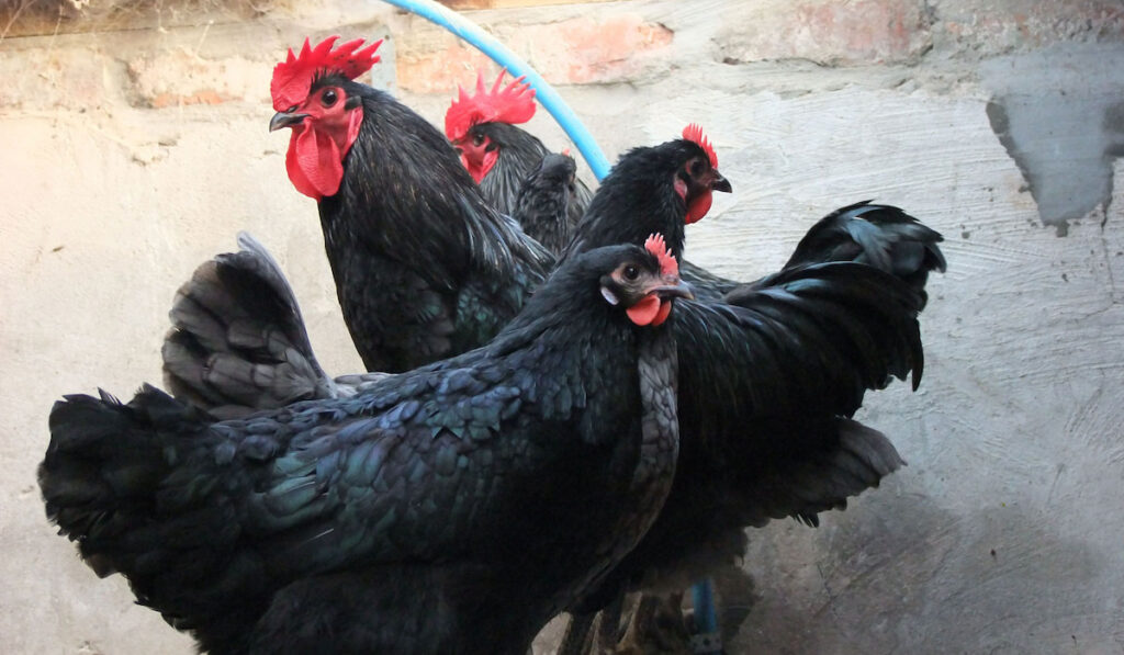 group of Black Jersey Giant hens standing on concrete in a coop