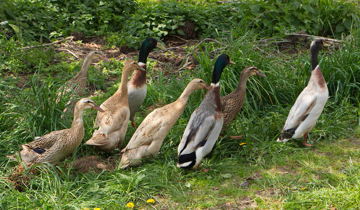 Quietest Duck Breeds The Hip Chick