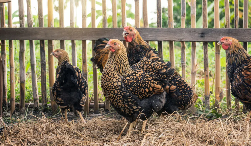 Group of black yellow laced Wyandotte chicken in farming backyard on straw covered area