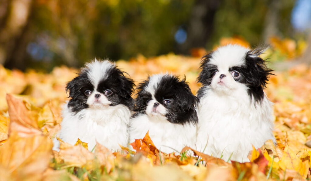Three adorable Japanese chin dogs sitting on autumn leaves