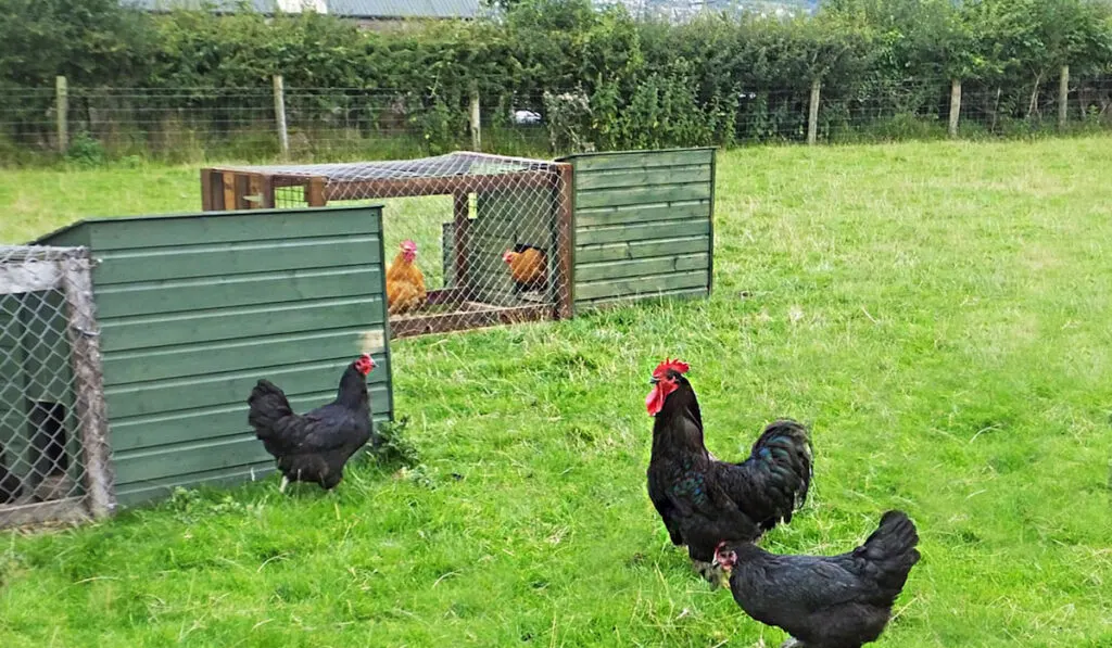 Jersey Giant chickens roaming around on the farm near small chicken coop