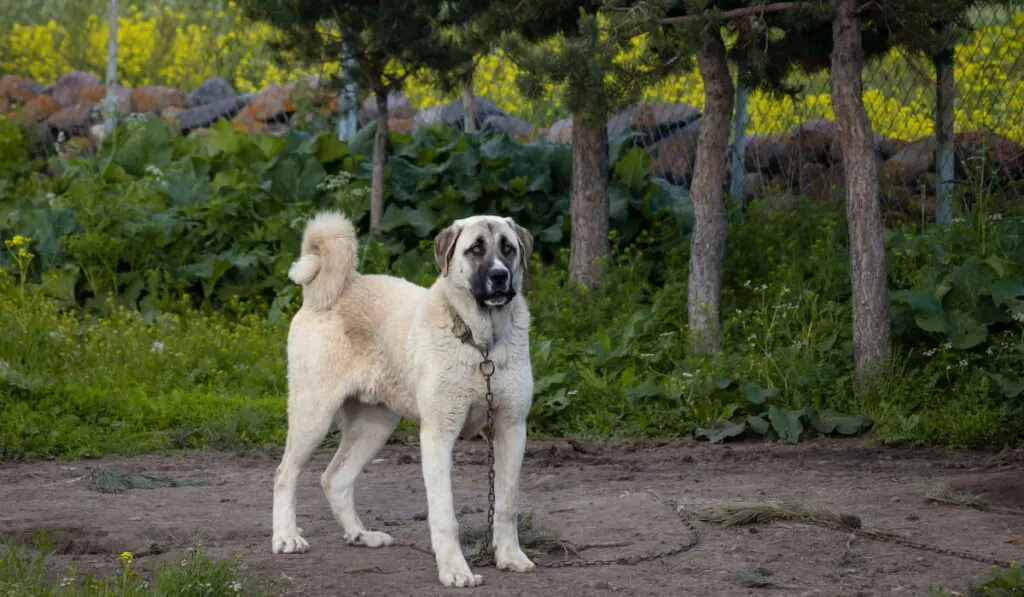 Kangal dog 