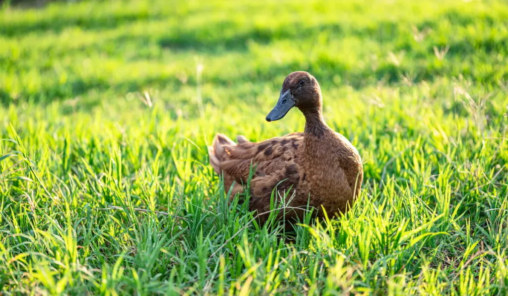 Khaki Campbell ducks