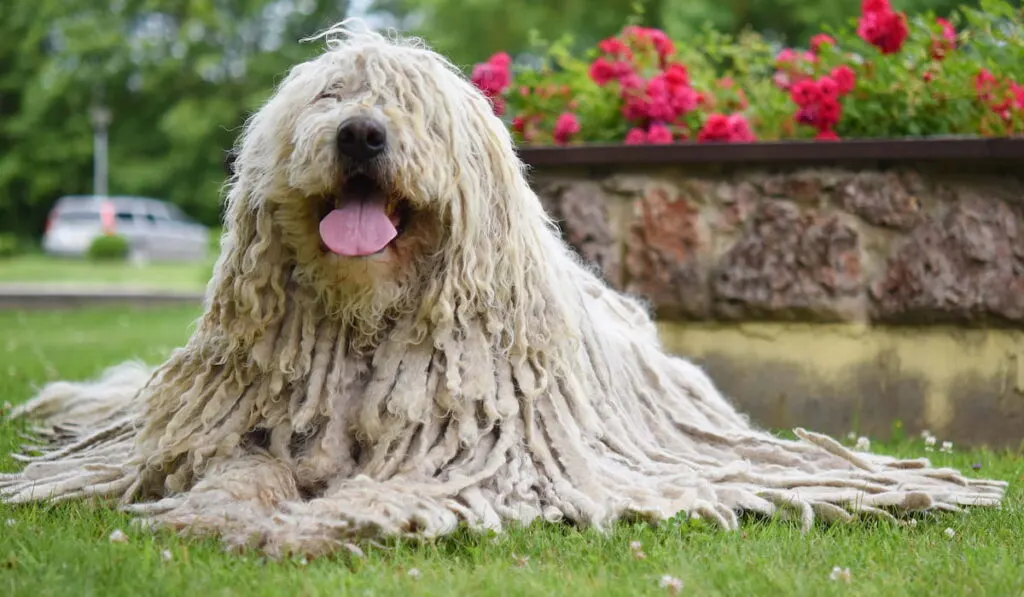 Happy white Komondor dog in the backyard