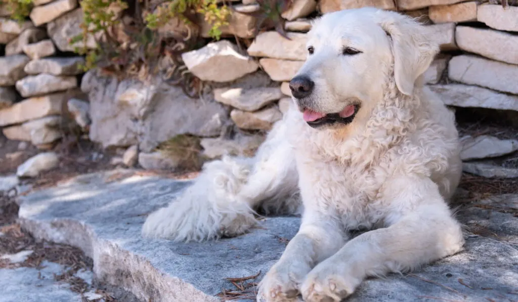 Kuvasz dog sitting and resting in the backyard