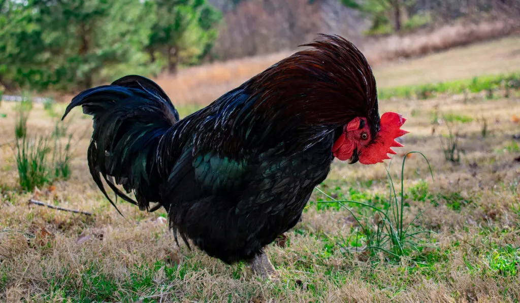 Langshan Rooster German Langshan Cock looking for a food in the farmyard