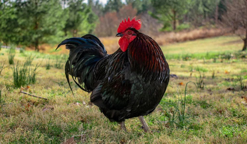 Langshan rooster standing in the farm