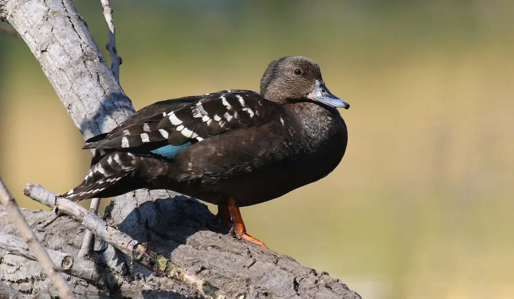 Male African Black duck perched on a log on a small pond