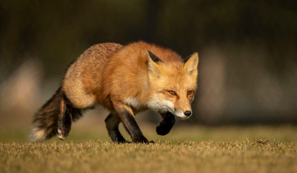Male Red Fox Hunting 