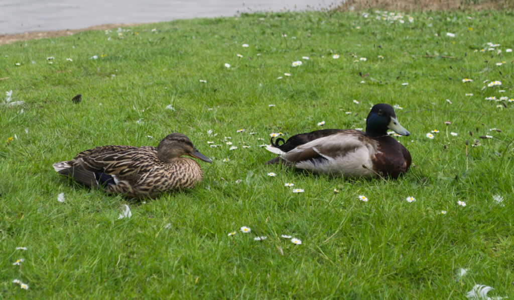 Male and Female Silver Bantam Ducks sitting in the grass near a pond