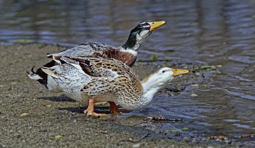 Male and female Saxony ducks 