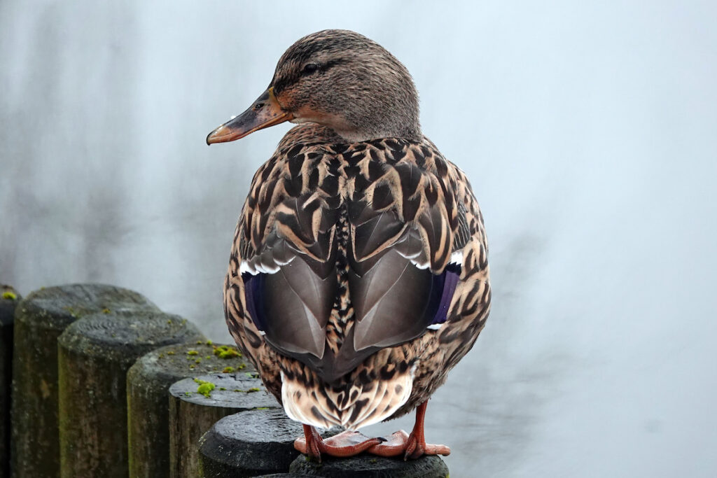 Mallard duck standing on a wooden fence