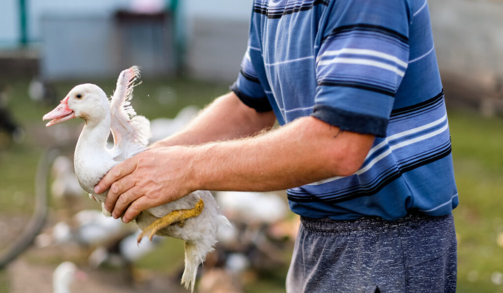 Man holding a duck in his hands at poultry farm