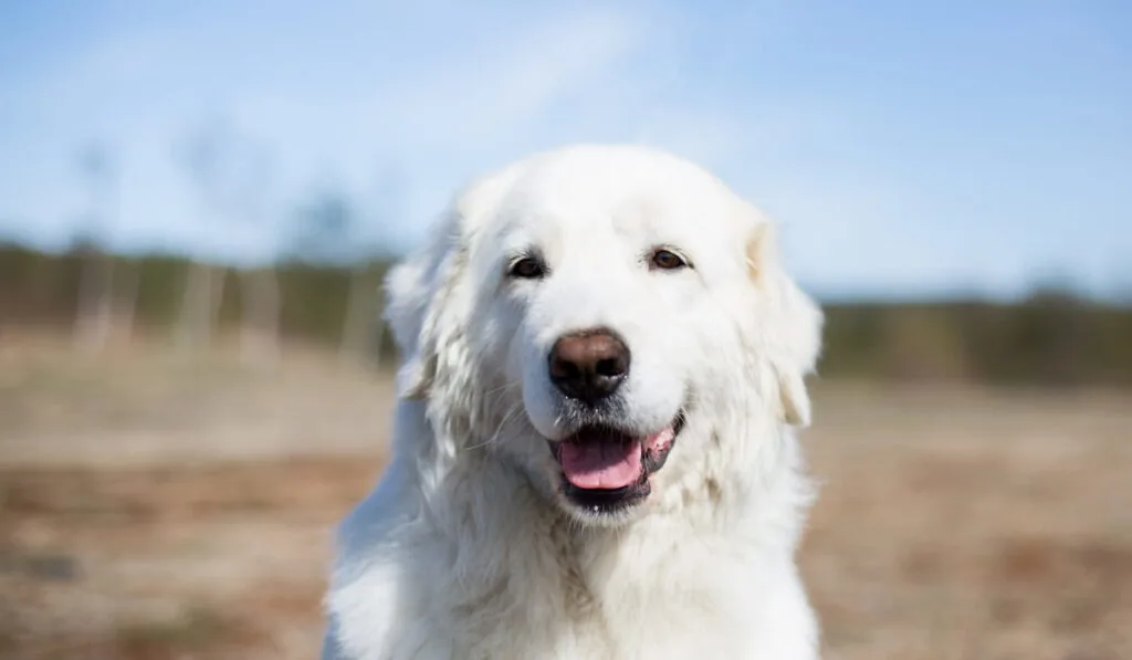 Maremma sheepdog