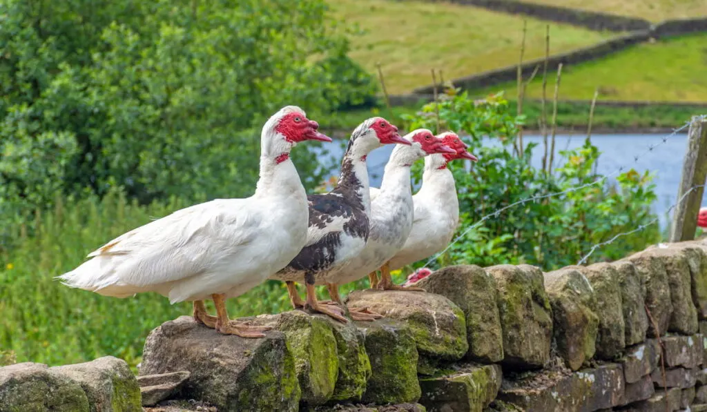 Muscovy ducks standing on stone wall 