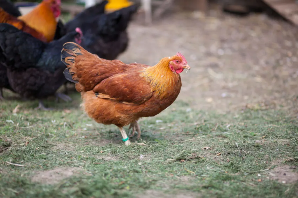 New Hampshire Red with other chicken in the farm