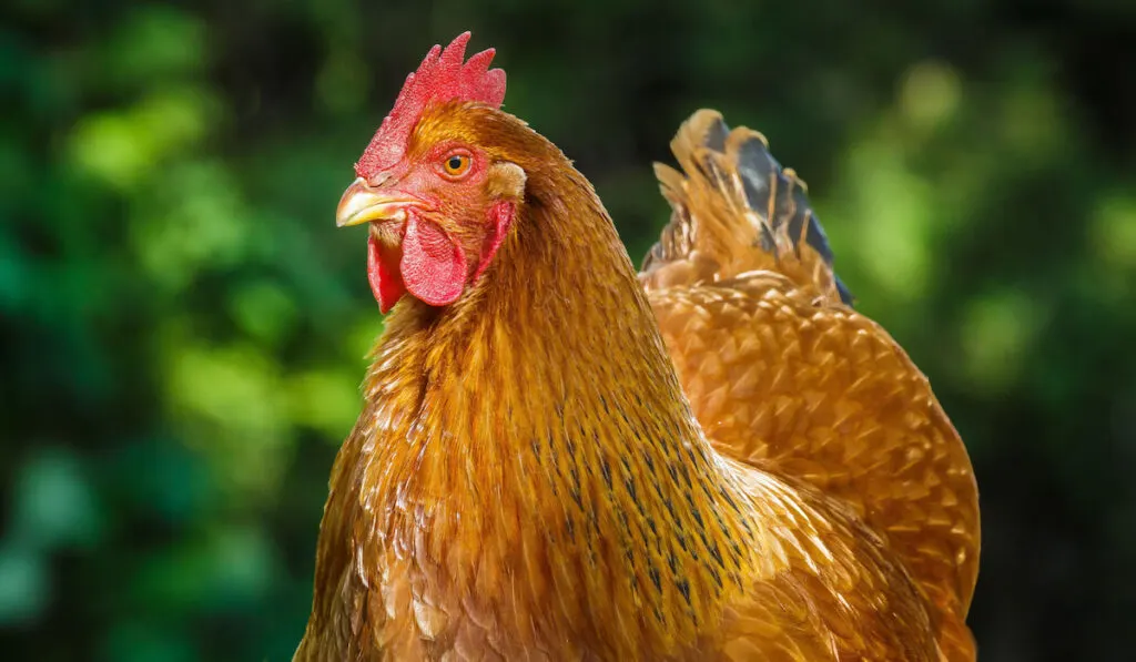 New Hampshire hen looking around on the farmyard