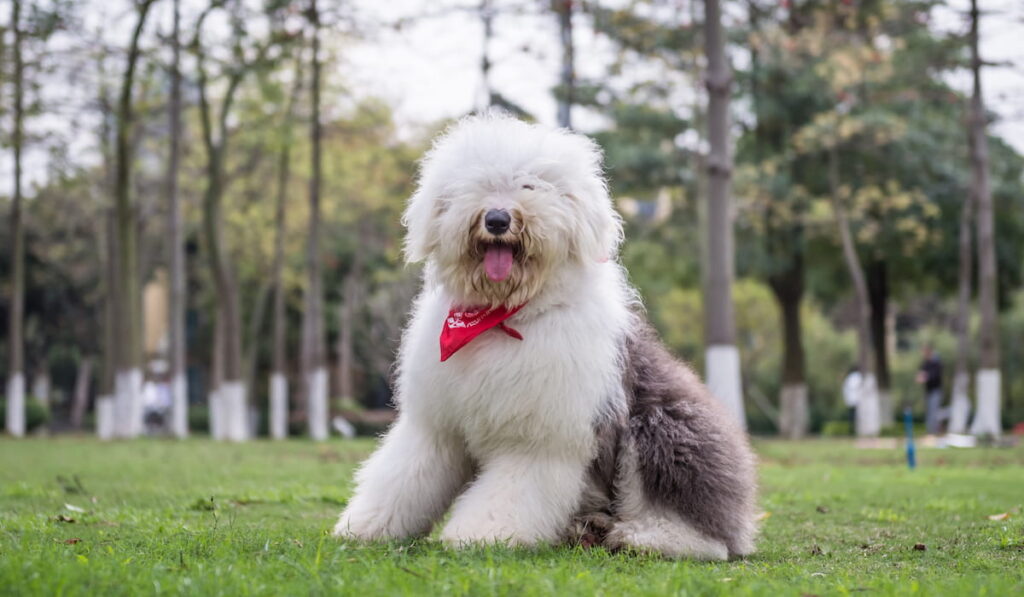 Old English Sheepdog resting in the park