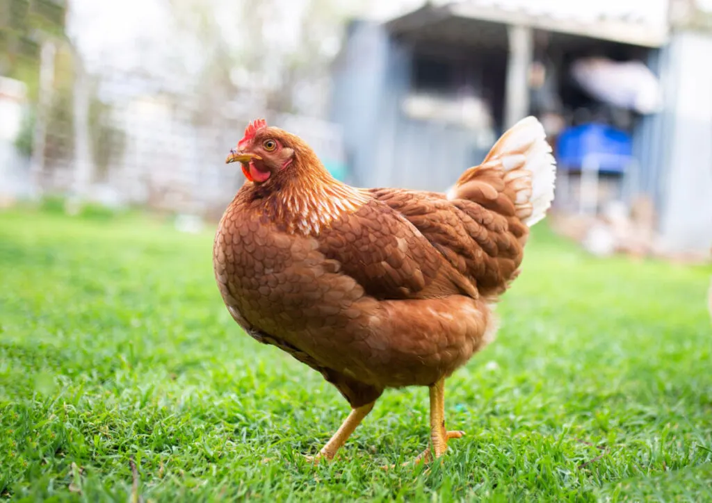 Red star chicken standing on the grass under a warm weather