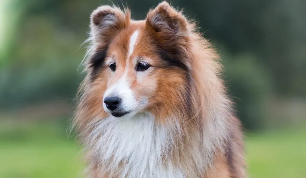 Shetland Sheepdog on blurry nature background