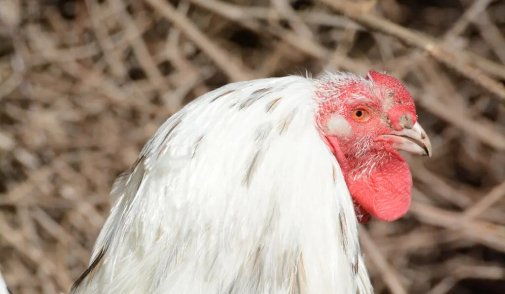 Side view of a chantecler rooster in a farmyard