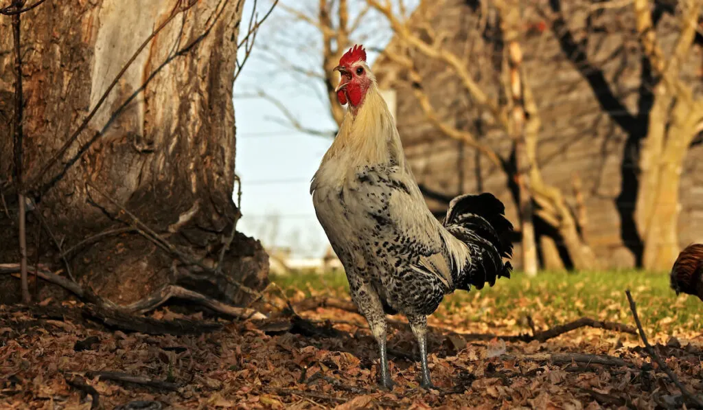 Silver Campine rooster crowing outdoor under midnight sun