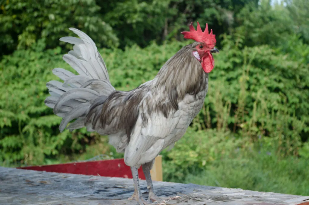 Silver grey Andalusian chicken standing on a platform