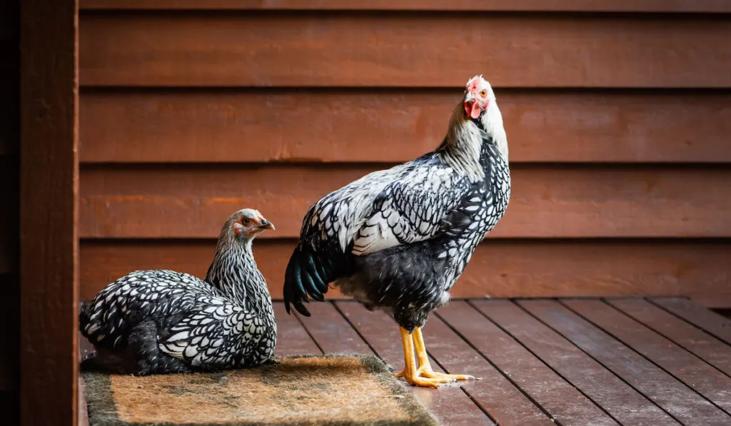 Silver laced wyandotte chickens waiting at the front door