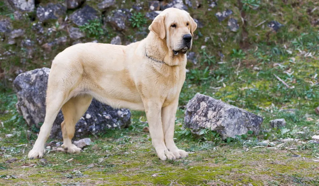 Spanish mastiff purebred dog 