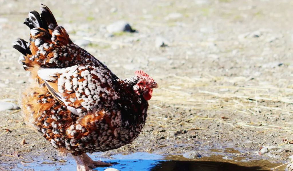 Speckled Sussex Chicken standing a wet ground 