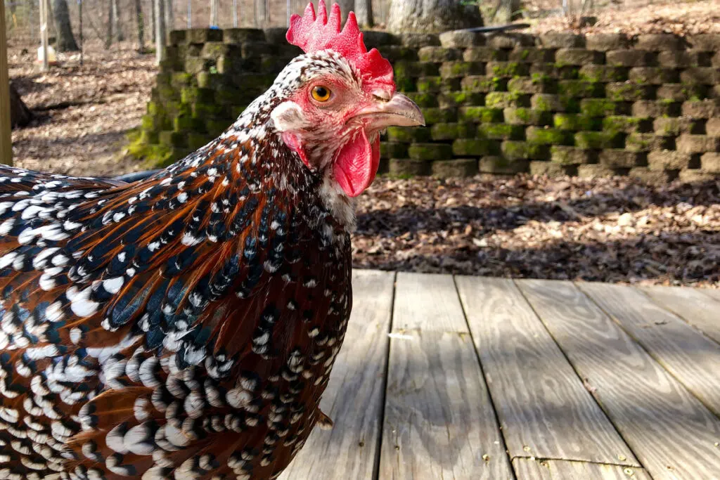speckled sussex chicken hen outside in the backyard
