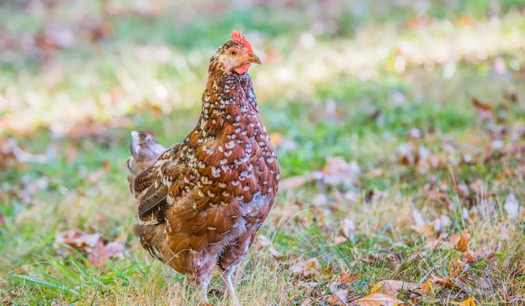 Speckled Sussex chicken in the grass with fall leaves