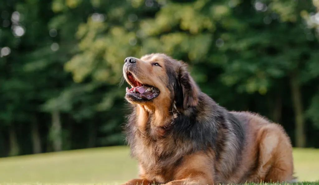 Big Tibetan Mastiff Sitting on the grass in the park