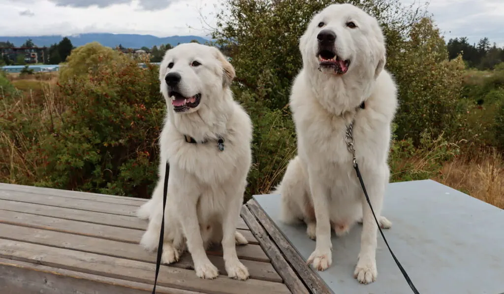 Two Great Pyrenees dogs 