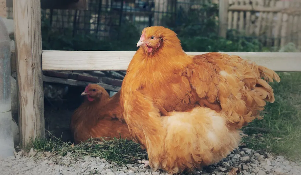 Two big cochin chickens in front of a wooden fence