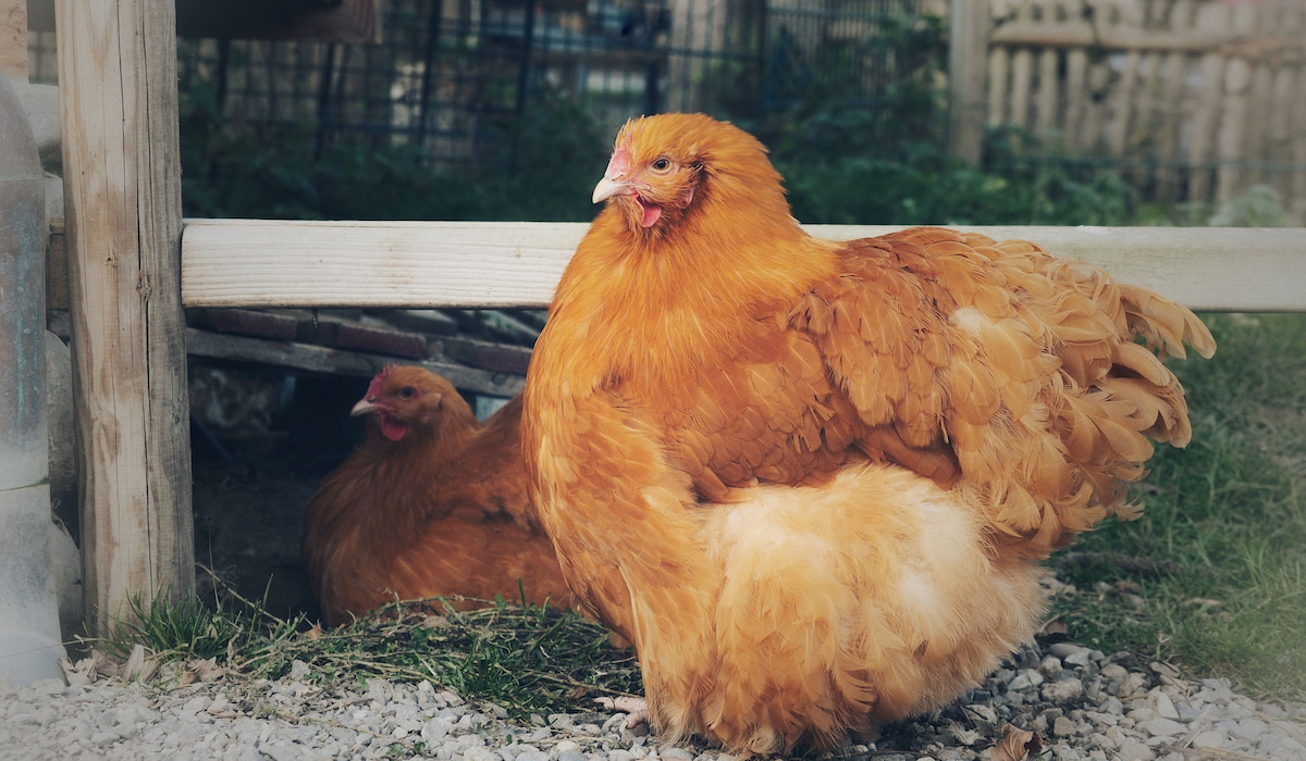 7 Best Egg Laying Chickens For Illinois The Hip Chick