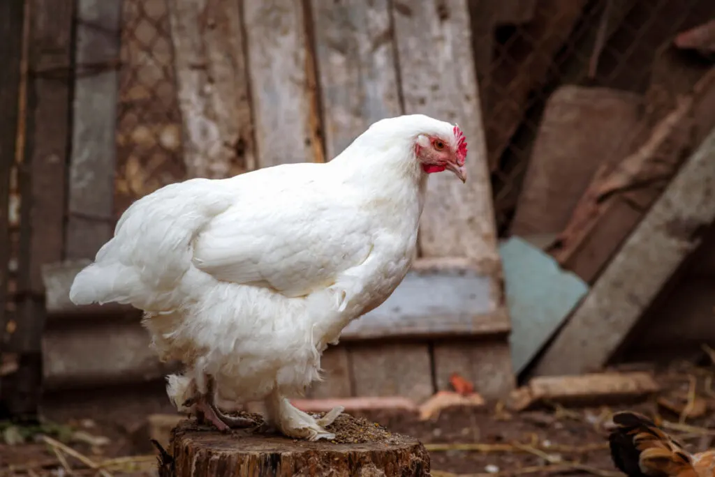 White Orpington chicken standing near a chicken coop 