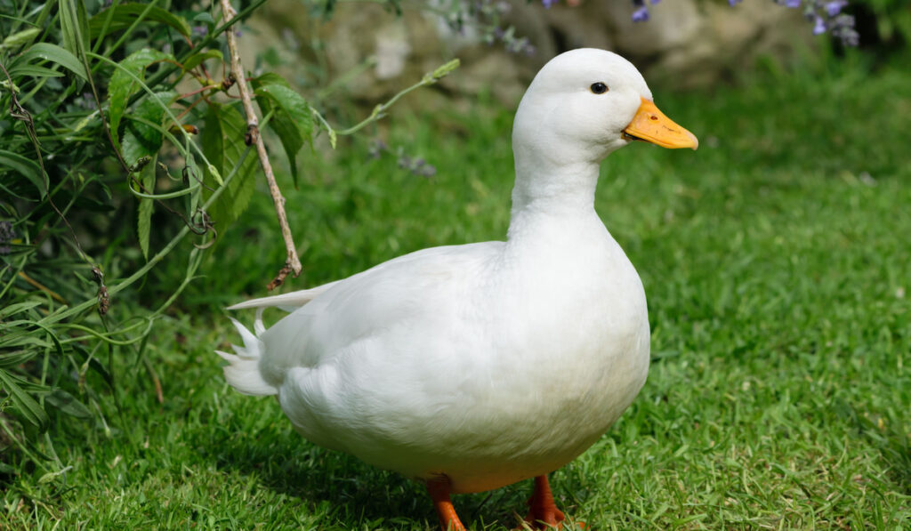 White male call duck in the backyard 