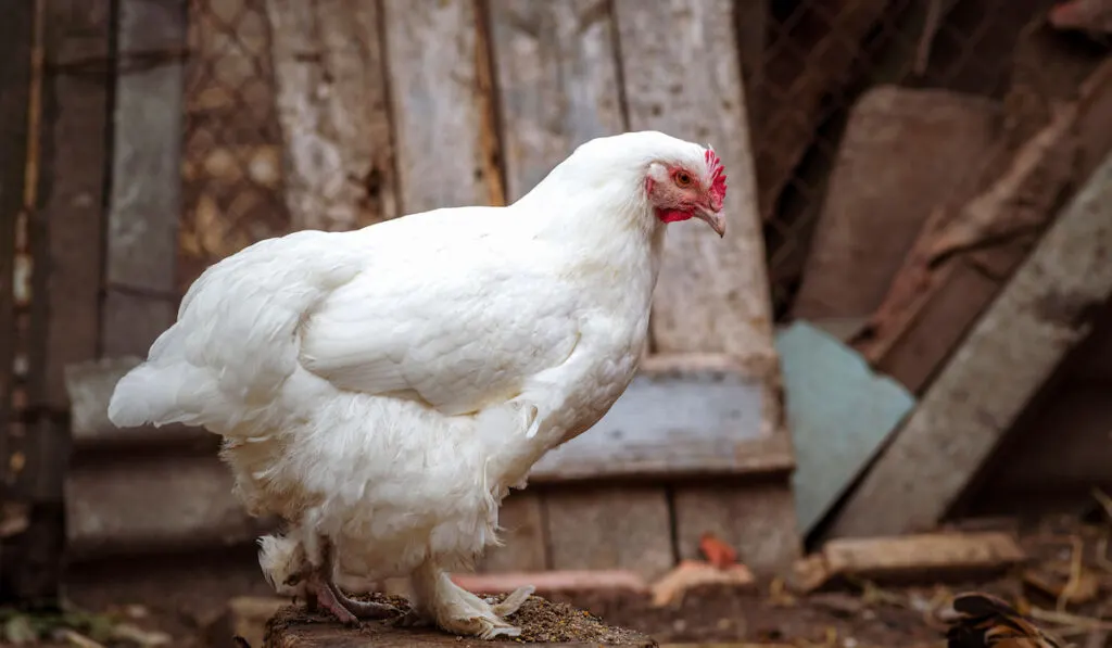 White orpington chicken hen standing on a tree stump in chicken coop